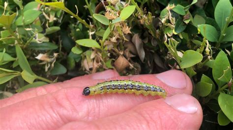 box tree caterpillar care